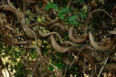 Twisted-trunks of African dream bean