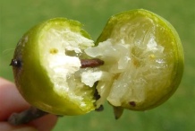 Half-cut-African-ebony