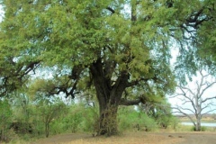 African-ebony-plant-growing-wild