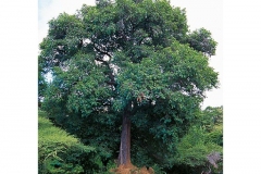 African-ebony-tree