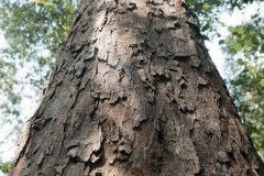 Bark-of-African-ebony