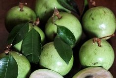 Immature-fruits-of-African-ebony