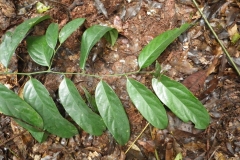 Leaves-of-African-ebony