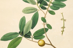 Plant-illustration-of-African-ebony