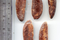 Seeds-of-African-ebony