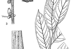 Sketch-of-African-ebony