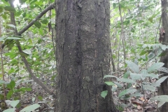 Trunk-of-African-ebony