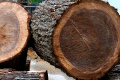 Wood-of-African-ebony