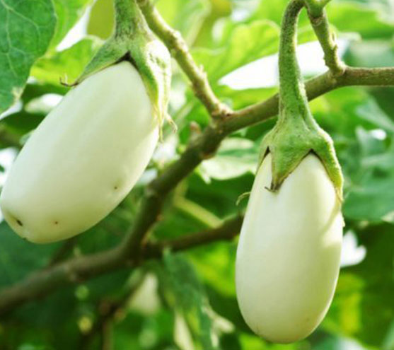 African-Eggplant-on-the-plant