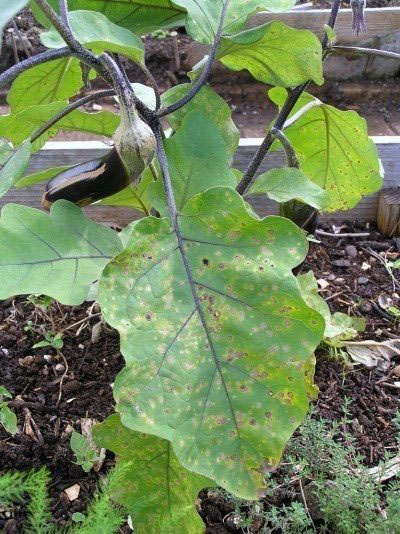 Leaves-of-African-Eggplant