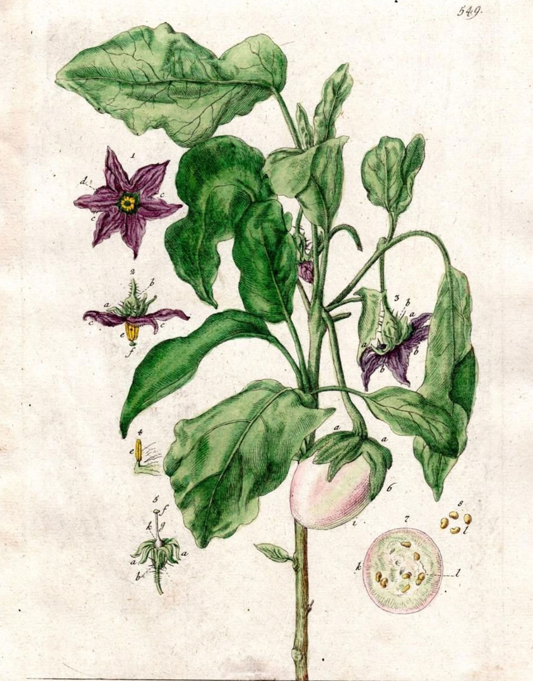 Гербарий Solanum laciniatum