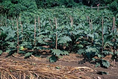 African-Eggplant-grown-on-field