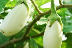 African-Eggplant-on-the-plant