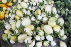 African-Eggplant-sold-in-market