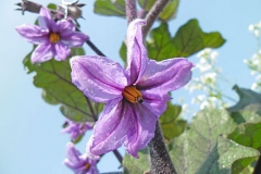 Flower-of-African-Eggplant