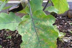 Leaves-of-African-Eggplant