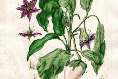 Plant-Illustration-of-African-Eggplant