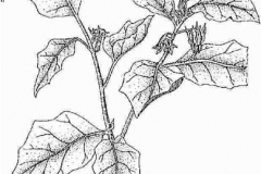 Sketch-of-African-Eggplant