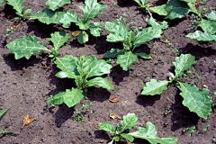 Small-African-Eggplant