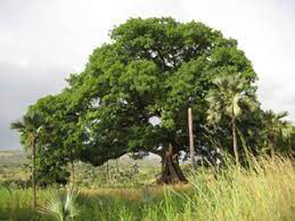 African-elemi-tree-growing-wild