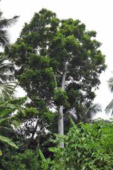 African-elemi-tree