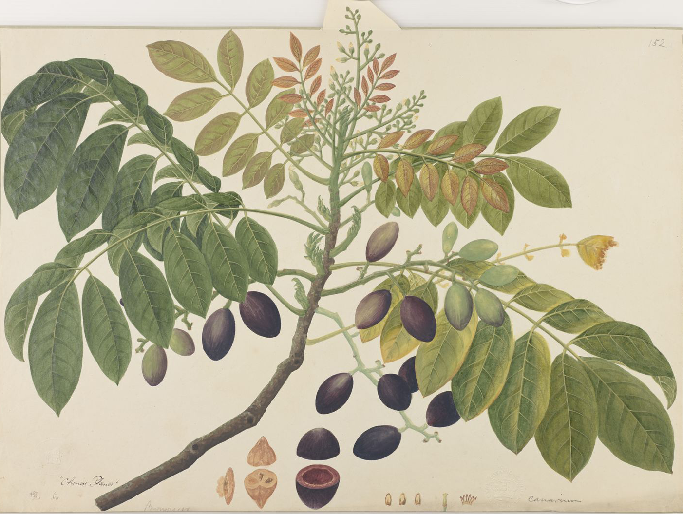 Plant-illustration-of-African-elemi
