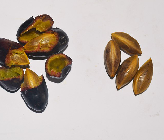 Seeds-of-African-elemi