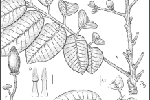 Sketch-of-African-elemi