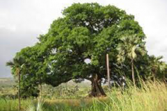 African-elemi-tree-growing-wild