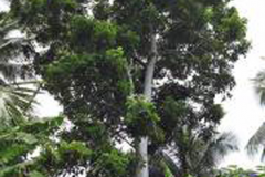 African-elemi-tree