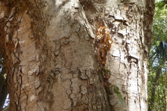 Bark-of-African-elemi