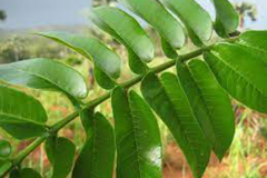 Closer-view-of-leaves-of-African-elemi