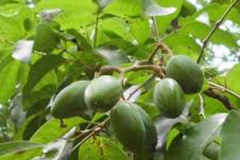 Immature-fruits-of-African-elemi