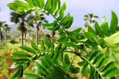 Leaves-of-African-elemi