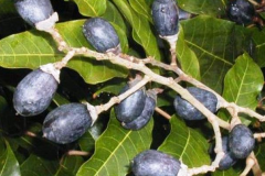 Mature-fruits-of-African-elemi