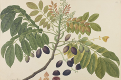 Plant-illustration-of-African-elemi
