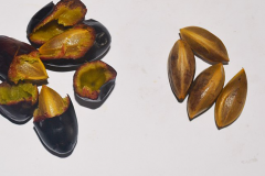 Seeds-of-African-elemi