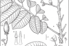 Sketch-of-African-elemi