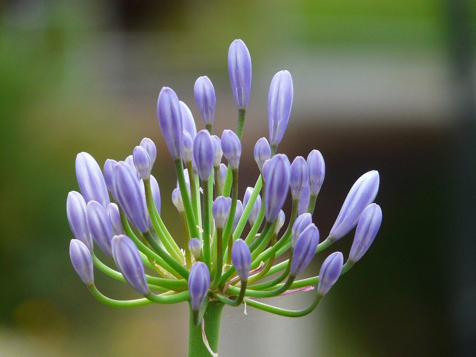 Flowering-buds-of-African-lily