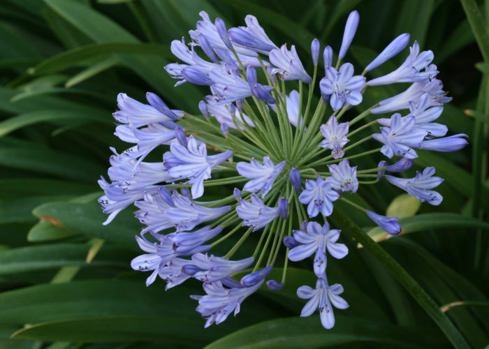Flowers-of-African-lily