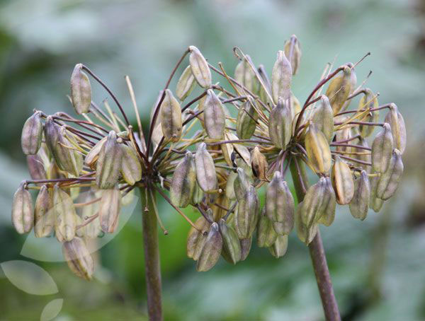 Mature-fruits-of-African-lily