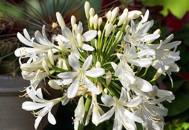 Other-variety-of-African-lily