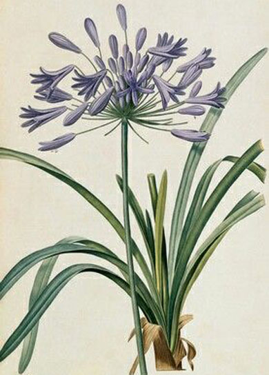 Plant-Illustration-of-African-lily
