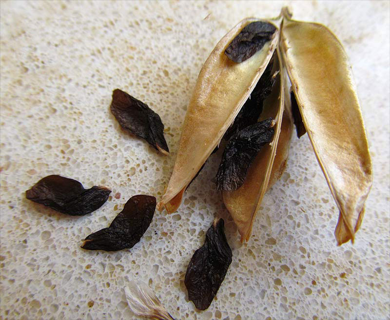Seeds-of-African-lily