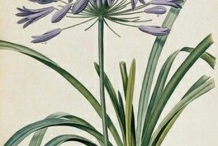 Plant-Illustration-of-African-lily