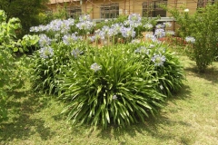 African-lily-Plant