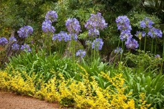 African-lily-plant-growing-wild