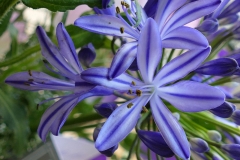 Closer-view-of-flower-of-African-lily