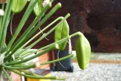 Immature-fruits-of-African-lily
