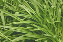 Leaves-of-African-lily